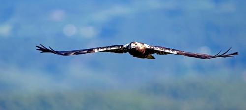 Spanish imperial eagle (Aquila adalberti) in flight at first morning light, Castilla-La Mancha,