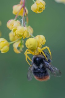 Goldenrod crab spider (Misumena vatia) with Bumblebee (Bombus) as prey, Upper Austria, Austria