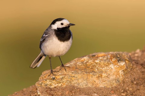 White Wagtail (Motacilla alba) perched on a rock, Poland