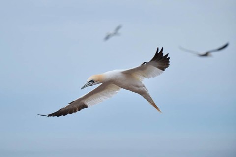 Northern gannet (Morus bassanus) flying over the sea, wildlife, Heligoland, Germany
