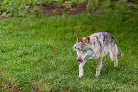One adult eurasian gray wolf (Canis lupus lupus) walking through the green undergrowth at a forest