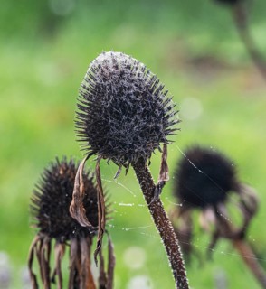 Spider's web and dewdrops on garden Cone Flower (Echinacea sp.) seed head, in autumn, Hesse,