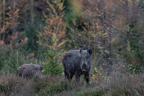 A wild boar (Sus scrofa) attentively explores its surroundings, while the young boar waits