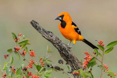 Altamira Oriole (Icterus gularis) male, Texas, USA