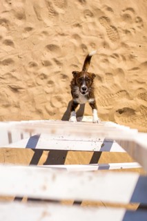 A curious dog climbs up a white wooden ladder on a sunlit Greek beach, with sandy footprints