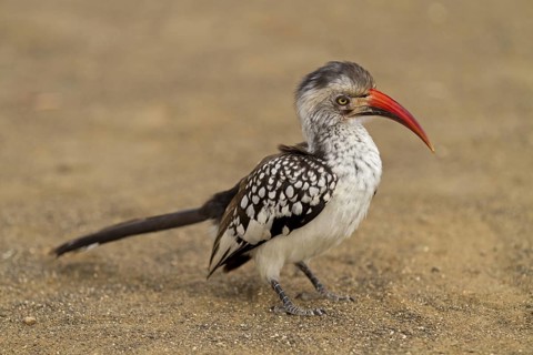 Northern Red-billed Hornbill (Tockus erythrorhynchus), Kruger Park, South Africa
