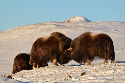 Musk oxen (Ovibos moschatus) head to head in the snow at sunrise, Dovrefjell-Sunndalsfjella