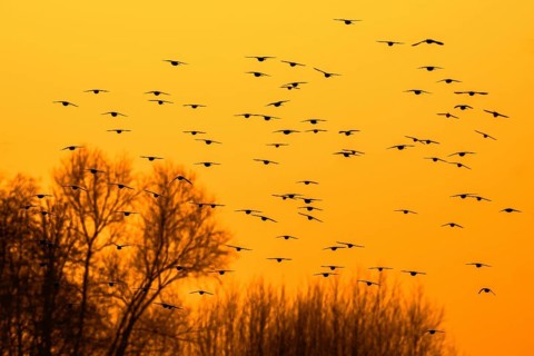 European starling murmuration, large flock of common starlings (Sturnus vulgaris) in flight