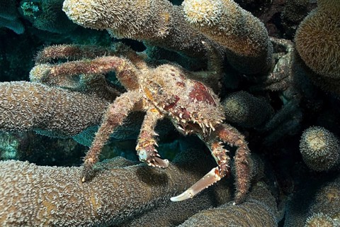 Spiny West Indian spider crab (Mithrax spinosissimus), Caribbean, Bahamas