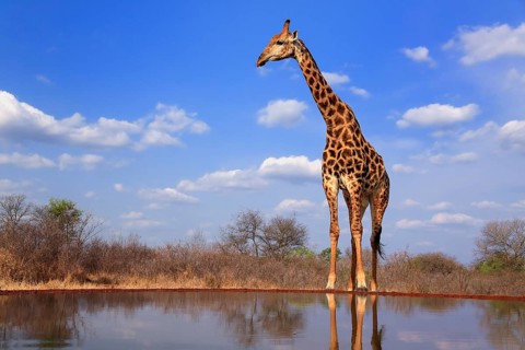 Southern giraffe (Giraffa camelopardalis giraffa), adult, at the water, Kruger National Park,