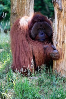 Borneo Orang Utan (Pan Paniscus), adult, male, on ground, vigilant, endangered species, captive,