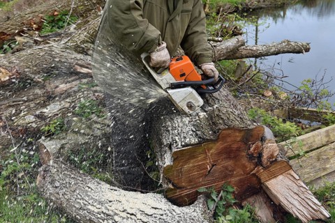 Felling trees with a chainsaw, Schleswig-Holstein, Germany