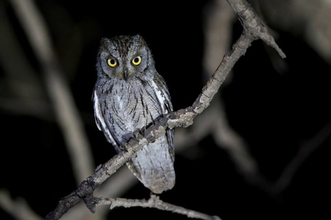 Arabian Scops Owl (Otus pamelae) perched on a branch, Ain Tabrook, Oman