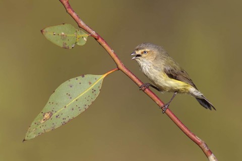 Weebill (Smicrornis brevirostris) singing, Victoria, Australia