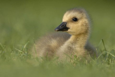 Canada Goose (Branta canadensis) chick, North Rhine-Westphalia, Germany