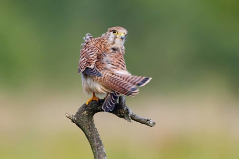 Turmfalke, lat. Falco tinnunculus, Weibchen im Jugendkleid auf trockenem Ast bei der Gefiederpflege