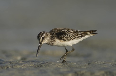 Broad-billed Sandpiper (Calidris falcinellus) foraging, Oman