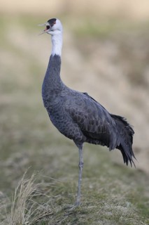 Hooded Crane (Grus monacha) calling, Arasaki, Japan