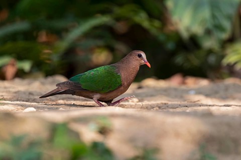 Common Emerald Dove (Chalcophaps indica) female, Yunnan, China