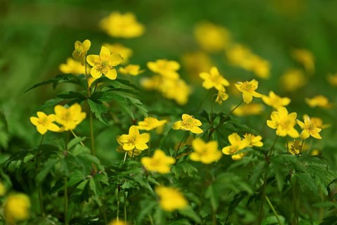 Yellow Anemone (Anemone ranunculoides), flowering, Switzerland