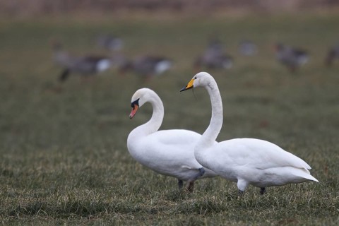 Mute Swan & Whooper Swan (Cygnus olor & Cygnus cygnus), North Rhine-Westphalia, Germany