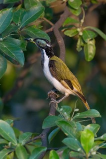 Blue-faced Honeyeater (Entomyzon cyanotis) perched on a branch, Northern Territory, Australia