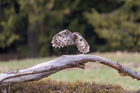 One tawny owl or brown owl (Strix aluco) starting off of a branch for a hunt