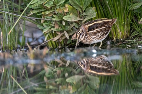 Jack Snipe (Lymnocryptes minimus) foraging, Madrid, Spain