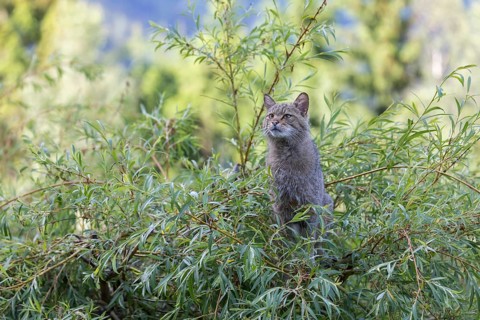 One European wildcat, Felis silvestris silvestris, sitting in a green weeping willow tree. Green