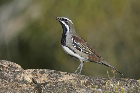 Chestnut Quail-thrush (Cinclosoma castanotum) male singing, South Australia, Australia