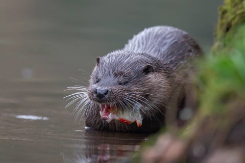 Eurasian otter (Lutra lutra) adult animal feeding on a fish in a river, England, United Kingdom