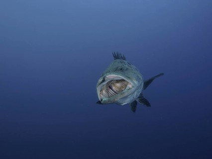 Potato grouper (Epinephelus tukula)