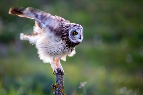Short-eared Owl (Asio flammeus), Andalusia, Spain
