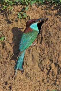 Blue-throated Bee-eater (Merops viridis) at breeding cavity, Penang, Malaysia