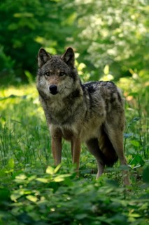 Wolf (Canis lupus), adult, in the forest, alert, Hesse, Germany