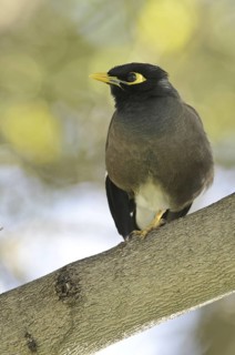Common Myna (Acridotheres tristis), Mauritius