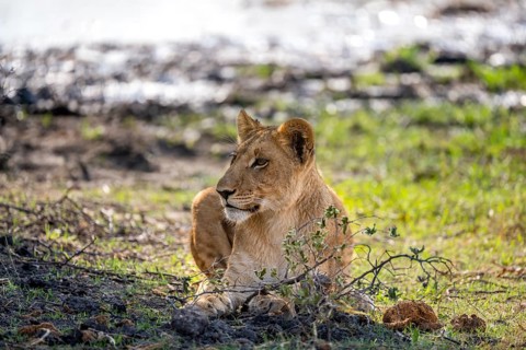 Lion (Panthera leo), young sitting in the shade, Khwai, Okavango Delta, Moremi Game Reserve,