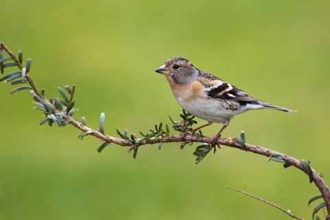 Brambling (Fringilla montifringilla) female, Brandenburg, Germany