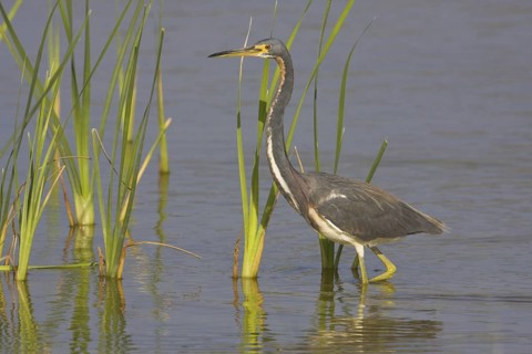 Tricolored Heron (Egretta tricolor), Texas, USA
