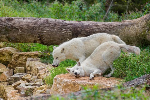 Two arctic wolves (Canis lupus arctos) stand on a rock and take the smell of something