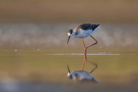 Black-winged Stilt (Himantopus himantopus) juvenile foraging, North Rhine-Westphalia, Germany