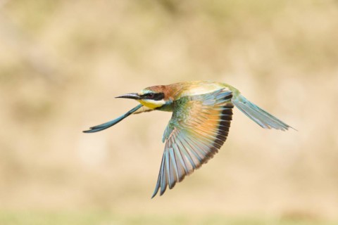 European bee-eater (Merops apiaster) flying over the ground, Spain