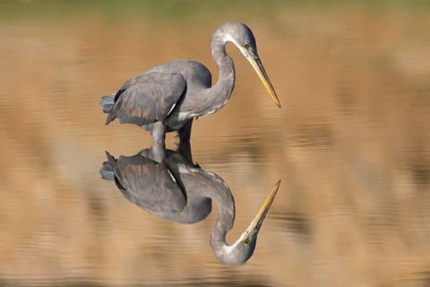 Western Reef Heron (Egretta gularis) foraging, Oman