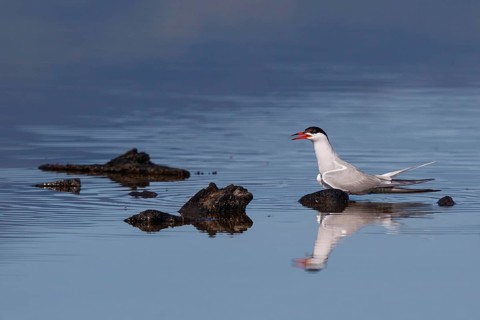 Common Tern (Sterna hirundo), Greece