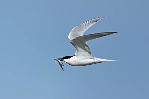 Sandwich tern (Sterna sandvicensis) in flight with fish in its beak, Texel, West Frisian Islands,