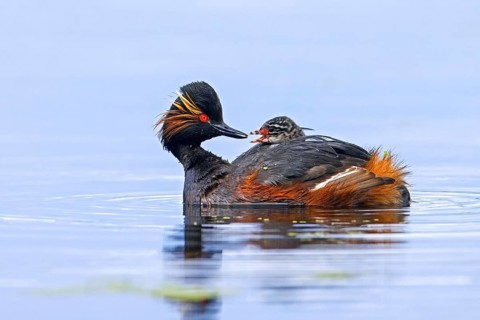Black-necked grebe, eared grebe (Podiceps nigricollis) parent in breeding plumage feeding young,