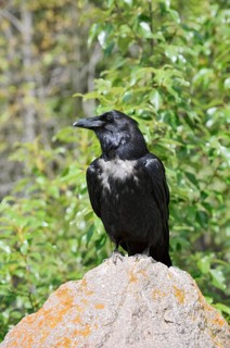 Raven (Corvus corax) sitting on a rock, Banff National Park, Alberta, Canada