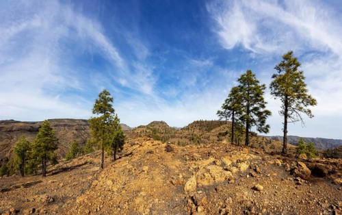 Pine trees in the Palmitos mountains, Gran Canaria, Canary Islands, Spain