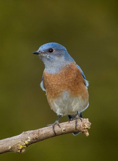 Western Bluebird (Sialia mexicanus)