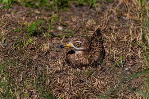 A bird with striking yellow eyes sits nestled in dry grass, blending into the surroundings with its